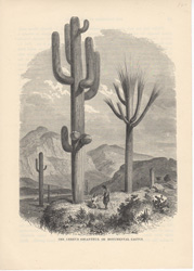 The cerrus giganteus, or monumental cactus